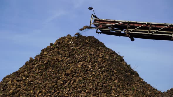 Crane conveyor of combine harvester unloading sugar beet. Agricultural equipment alt