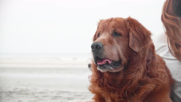 Close up of Group of Golden retriever dogs laying down on the sand and resting on the beach