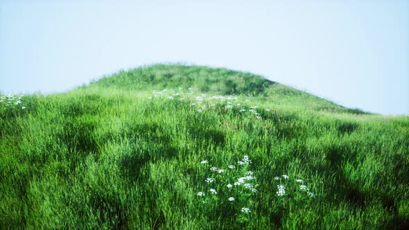 Green Hills with Fresh Grass and Wild Flowers in the Beginning of Summer alt