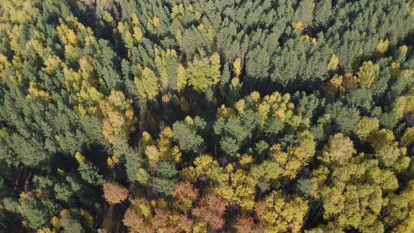 Aerial Footage of Colorful Forest in Autumn Season. Yellow and Green Trees