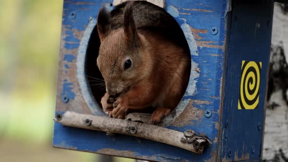 Squirrel Gnaws Nuts in the House alt