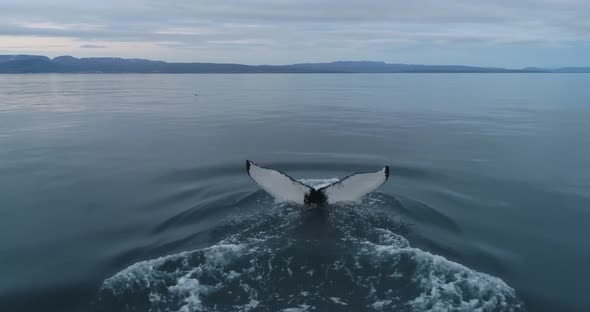 White Whale tail alt