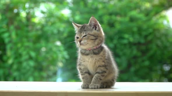 Cute Scottish Kitten Sitting On A Table alt