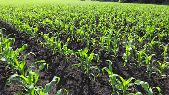 A Field with Young Corn Shoots