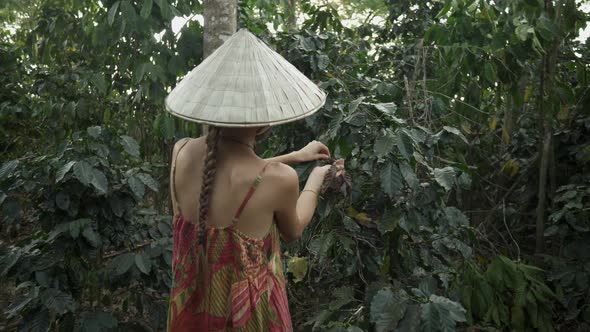 Coffee plantation. Woman in Vietnamese hat and face mask collects coffee beans. Tropic forest Asia