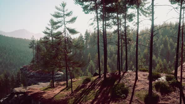 Beautiful Remote Evergreen Forest in Mountain alt