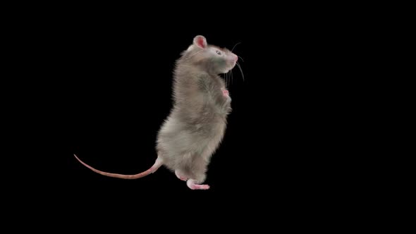 Rat Dancing Hd, Motion Graphics | VideoHive