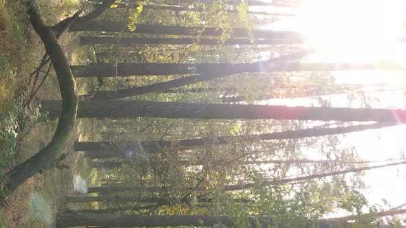 Vertical Video of Forest Landscape in Autumn Slow Motion alt