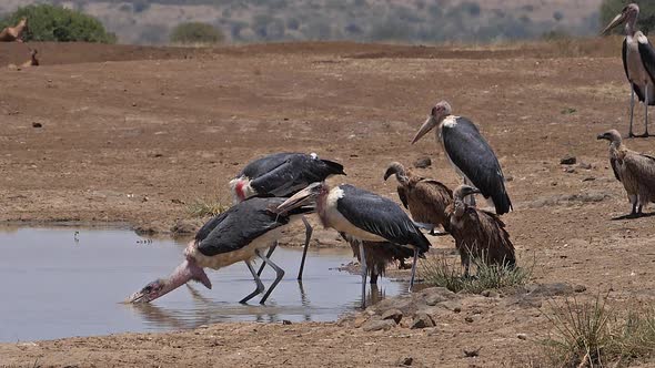 African white-backed vulture, gyps africanus, Group standing at the Water Hole, Marabou Stork alt