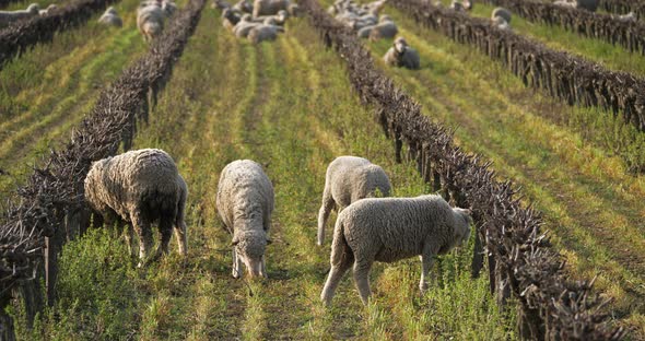 Domestic sheeps ( merinos d Arles), grazing in the vineyards, Occitanie, France alt