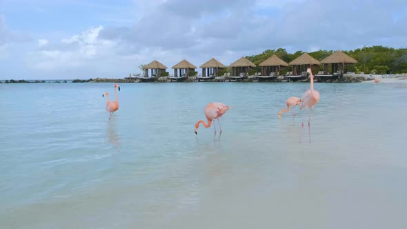 Aruba Beach with Pink Flamingos at the Beach Flamingo at the Beach in Aruba Island Caribbean alt
