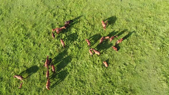 Aerial drone video, flying over a herd of horses. Horses eating grass on a country side hill alt