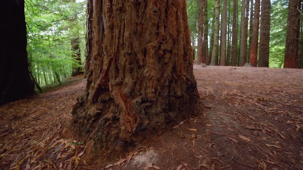 Close Up of the Trunk of a Sequoia Redwood Tree alt