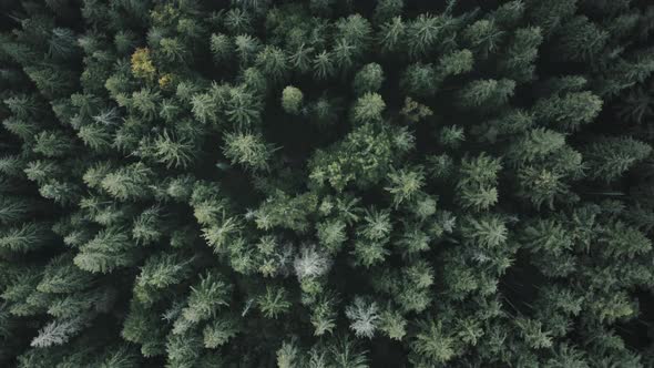 Green Pine Tree Spruce Forest Aerial Top Down View