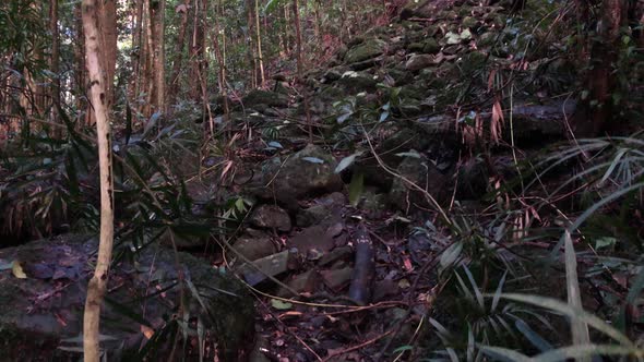 Picturesque bushland shot at Natural Bridge Waterfall Springbrook, Queensland alt