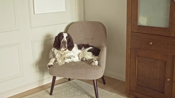 Long Haired Dog Lies on a Chair in the Room