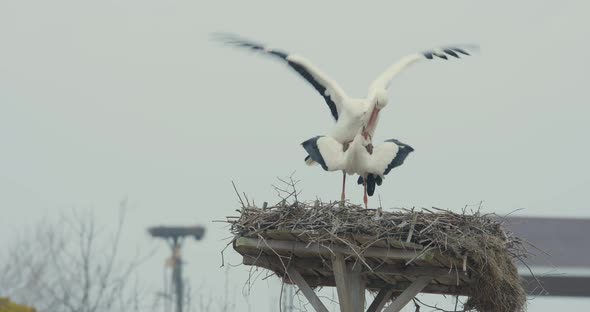 Mating Storks