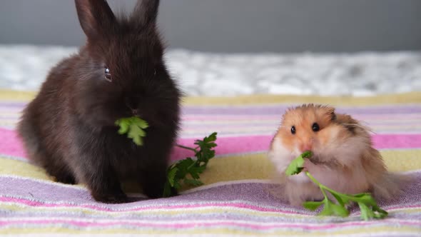 Cute Pets Rabbit and Hamster Sit on the Bed and Eat Parsley