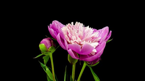 Timelapse Bouquet of Pink Peonies Blooming on Black Background. Blooming Peonies Flowers Open, Close alt
