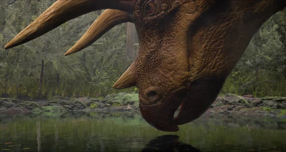 Triceratops Near the Water the Lake of the Jungle