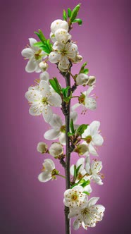 Time Lapse of Cherry Blossom Branch on Purple Background Vertical