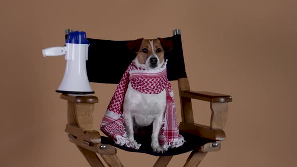 Jack Russell with a Scarf Around His Neck is Watching the Filming Sitting in the Director's Chair alt