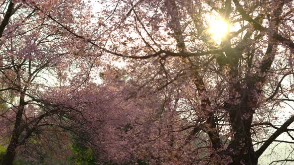 Cherry Blossom With Sunlight alt