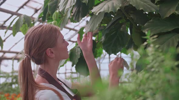 Girl Does Wet Cleaning of Plants and Flowers in the Greenhouse