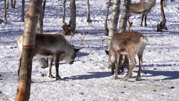 Tame reindeers play fighting with antlers - Sunny winter day with snow covered ground - Static handh alt