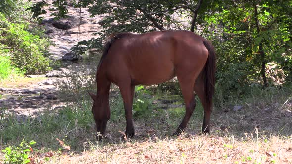 Free roaming brown horse eating grass riverside with green trees