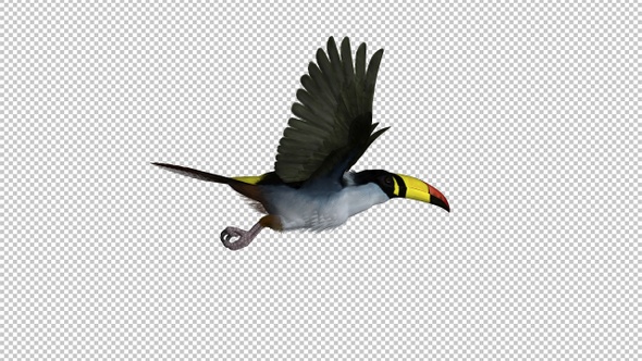 Mountain Toucan Bird - Flying Loop - Side View - Resizable Close-Up - Alpha Channel