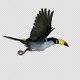 Mountain Toucan Bird - Flying Loop - Side View - Resizable Close-Up - Alpha Channel - VideoHive Item for Sale