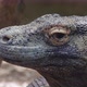 Komodo Dragon - VideoHive Item for Sale