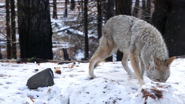 Wild Wolf Coyote or Coywolf Winter Snowy Fores California Wildlife Fauna USA alt