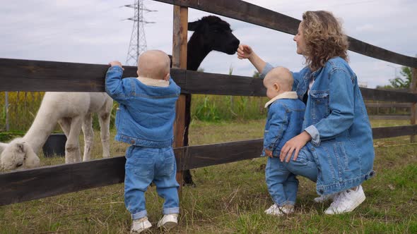 Family Day at the Farm alt