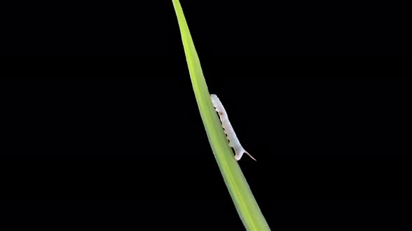 Young Caterpillar Insecta Manduca Sexta Family Sphingidae Species of Butterflies Pests of Tobacco alt