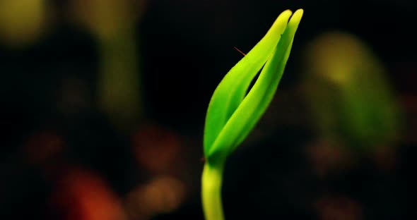 Small Green Plant Opening Germination Macro Shot Close Up Spring Time Lapse