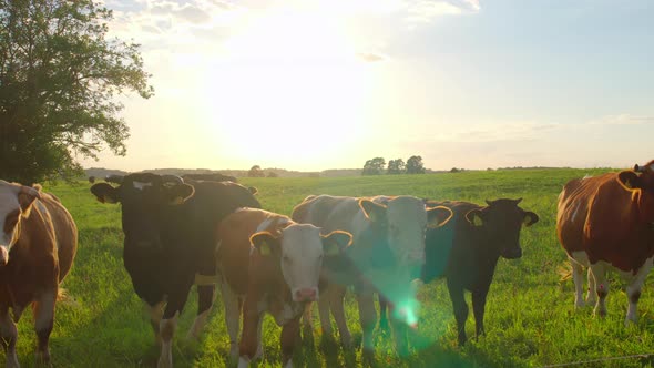 Curious cows in a meadow