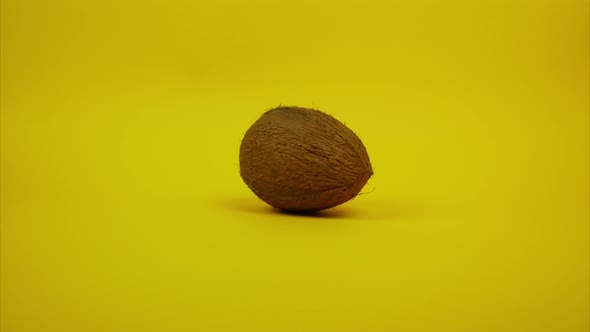 Whole Coconut Isolated on Yellow Background, Spinning and Moving Away. Stop Motion alt