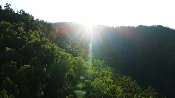 A Flight of Trees Against the Background of Backlight alt