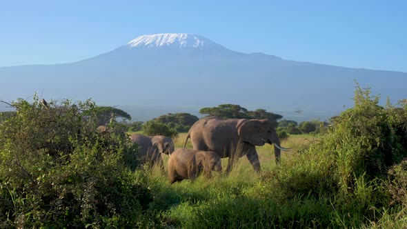 Elephant Family Under Kilimanjaro