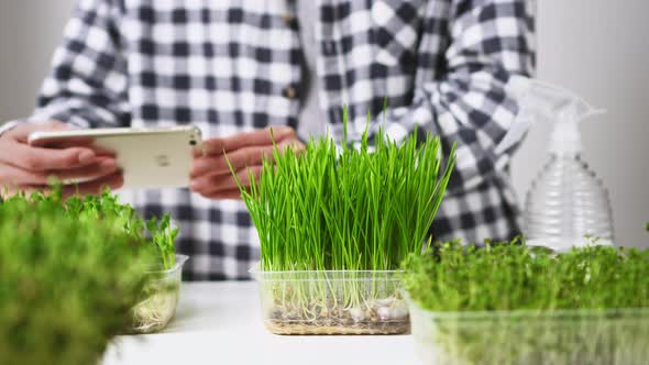 The Blogger Shoots Home Grown Green Plants On His Phone For His Blog. A Healthy Food Blogger alt