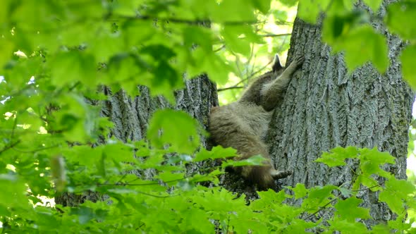 Raccoon nestled between the trunk of a tree that branches off in different directions. alt