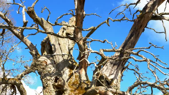 Oldest Oak Tree of Sweden Rumskulla Oak Leafless Tilt Down