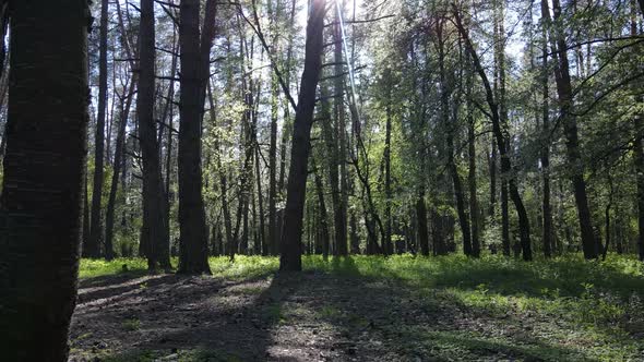 Green Forest During the Day Aerial View alt