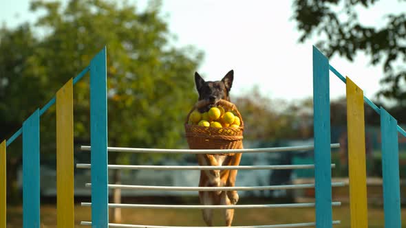 Dog jumping over a fence, Ultra Slow Motion alt