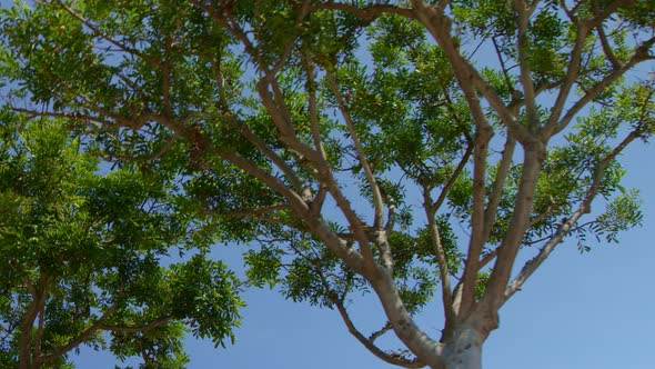 Slow Motion Driving Under Trees Looking Upward at Blue Sky on Sunny Clear Day in Neighborhood alt