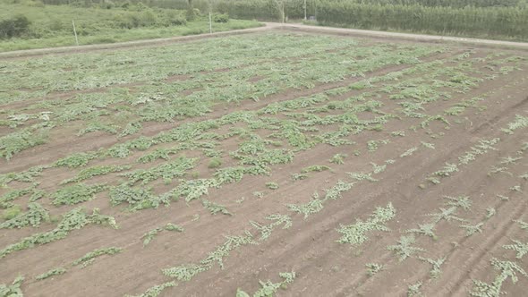 Aerial drone view flight over different agricultural fields sown in Samegrelo, Georgia alt