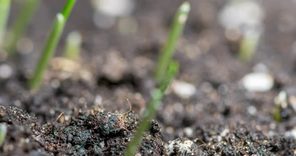 Fresh Grass Growing Macro Timelapse alt