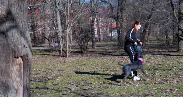American Pit Bull Terrier Has Firmly Clung with Its Teeth to Tug Toy Held By Owner or Handler alt